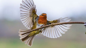 A Bird in the Atrium