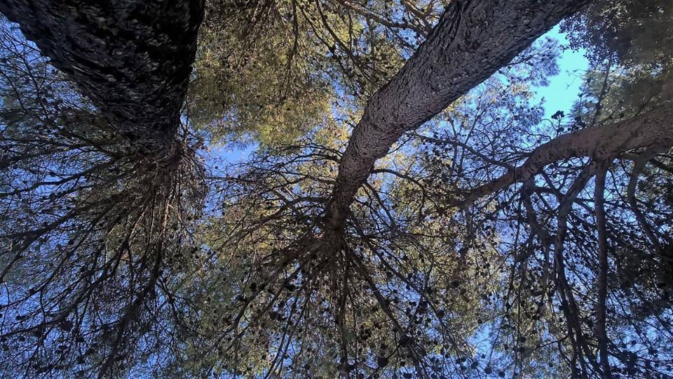sous les pins