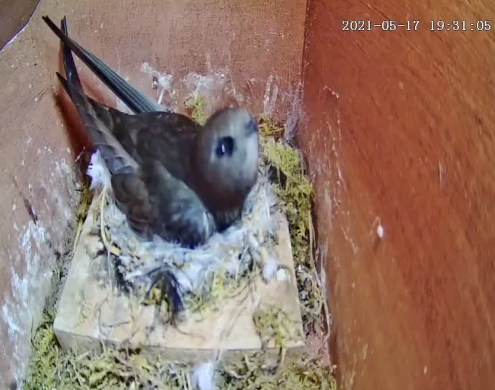 Swift nest in Box 2 – 17 May 2021