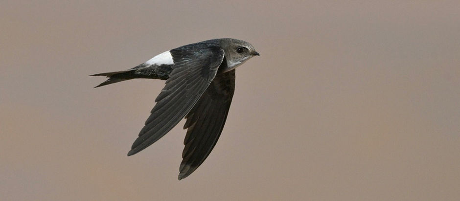 Horus Swift in Senegal