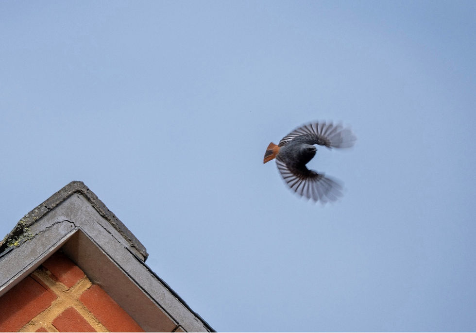 Male Black Redstart by Grant Mintram