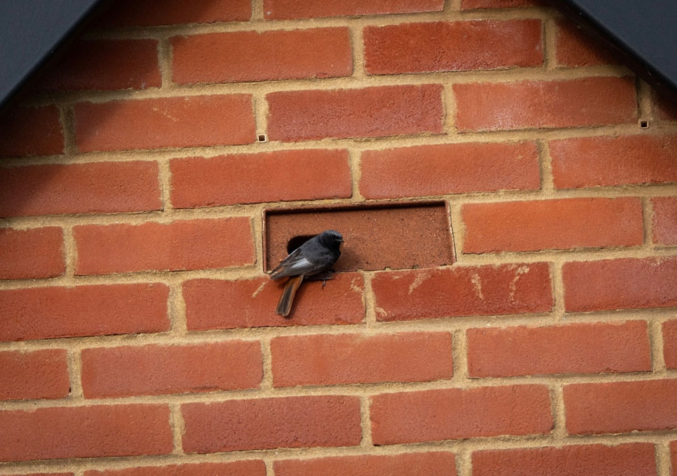 Male Black Redstart perched by the entrance to a swift brick by Grant Mintram