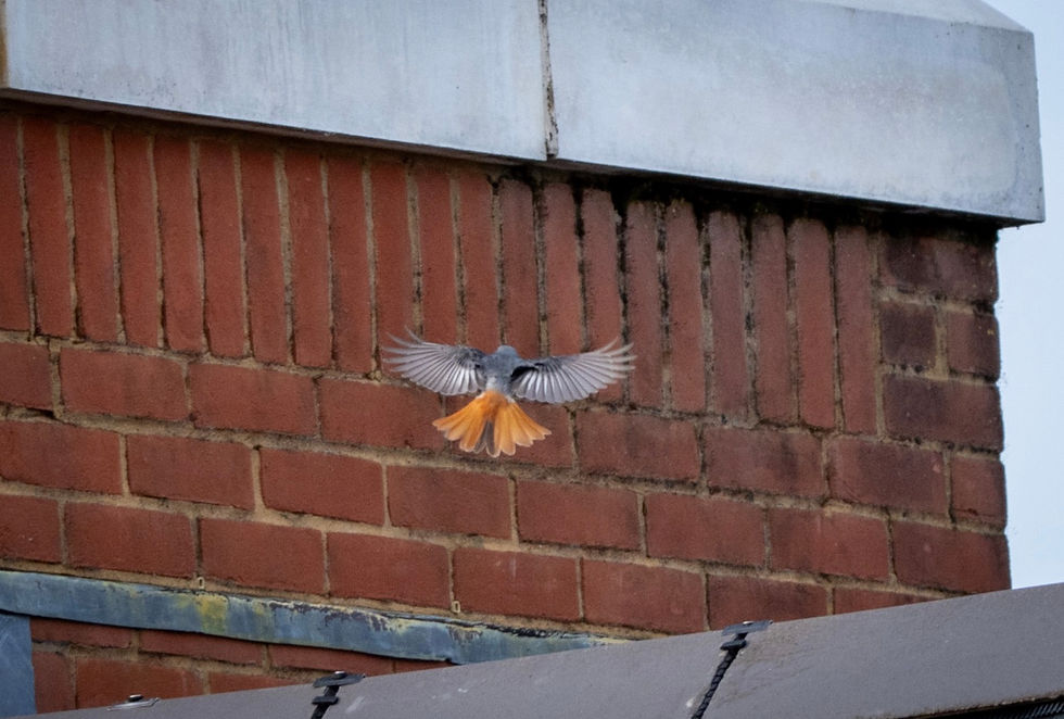 Male Black Redstart by Grant Mintram