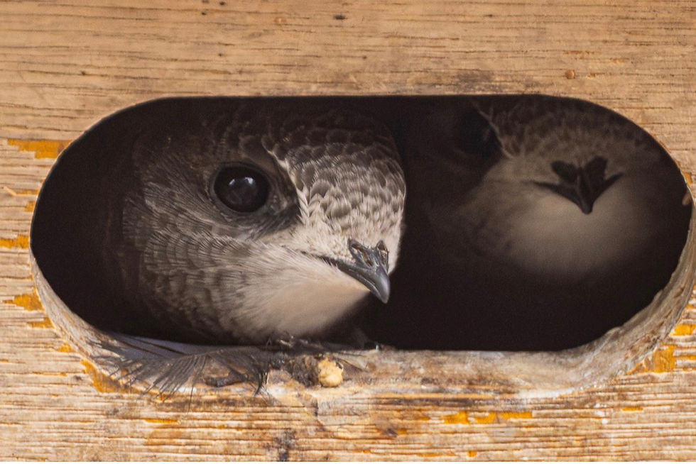 Changes in the Fulflood Swift Population from 2018 to 2026