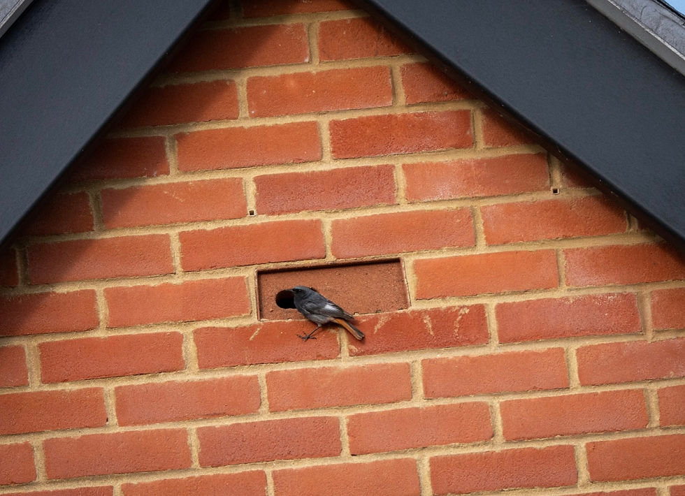 Male Black Redstart perched by the entrance to a swift brick by Grant Mintram