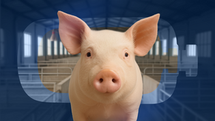 Suíno em destaque dentro de uma granja, simbolizando estudos sobre lesões respiratórias e saúde animal na suinocultura.