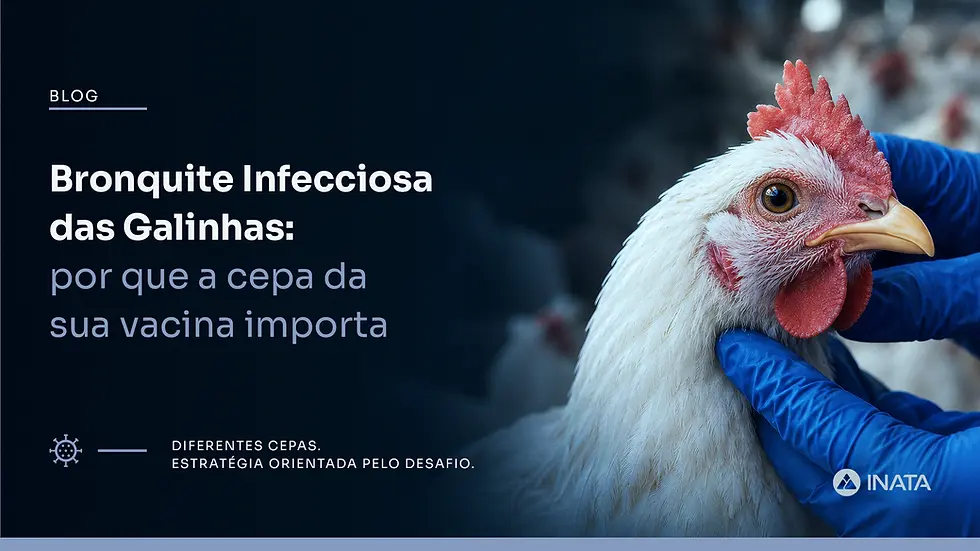 Capa do blog da INATA sobre bronquite infecciosa das galinhas e a importância da escolha da cepa vacinal. À direita, uma galinha branca é examinada por um profissional com luvas azuis. À esquerda, o título do artigo e a mensagem: “Diferentes cepas. Estratégia orientada pelo desafio.”