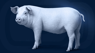 Suíno em fundo azul ilustrando Escherichia coli em suínos.