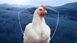 Ave de corte protegida por escudo simbólico representando o controle da Doença de Gumboro na avicultura brasileira