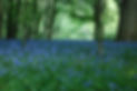 bluebellsinmay.jpg