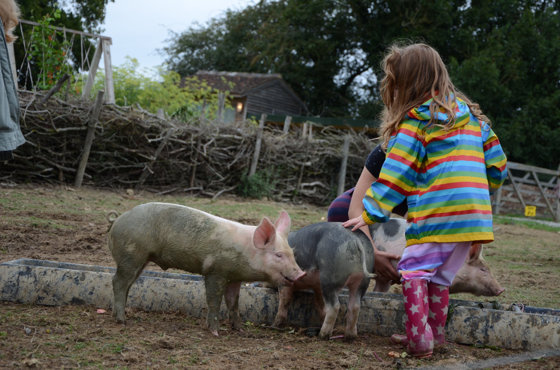 Help Feeding the Animals