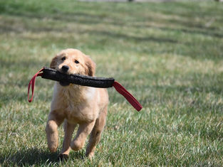 Golden retriever puppy joyfully runs on grass, carrying a black toy with red handles. Sunny day with a blurred green background.