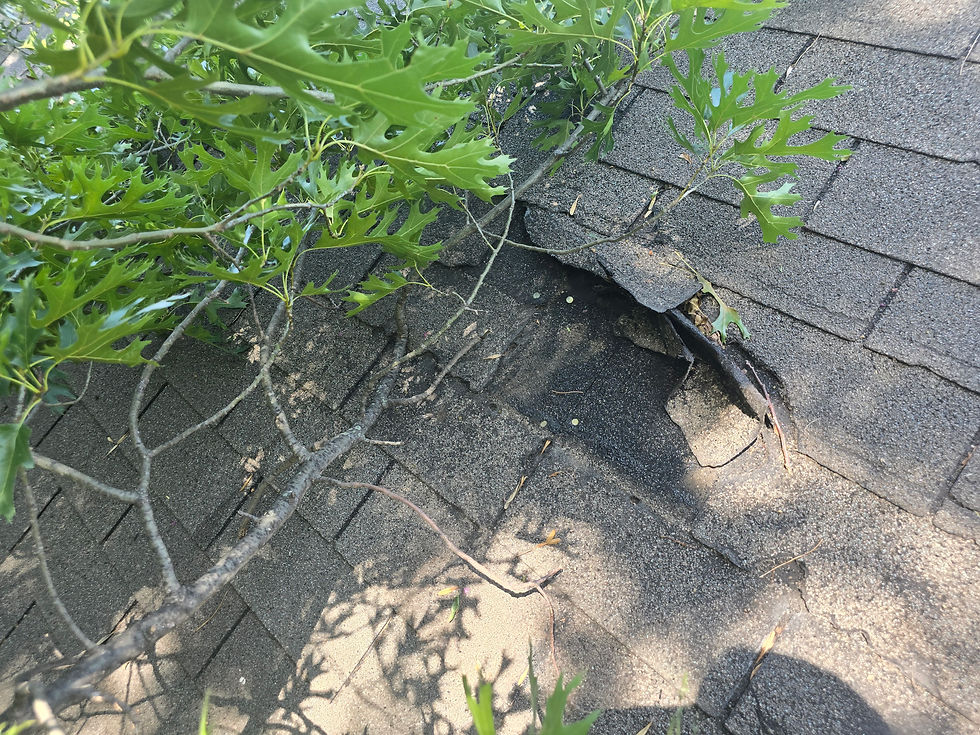 Green leaves and branches overhang damaged roof shingles, some are lifted and cracked. Sunlight filters through, casting shadows.