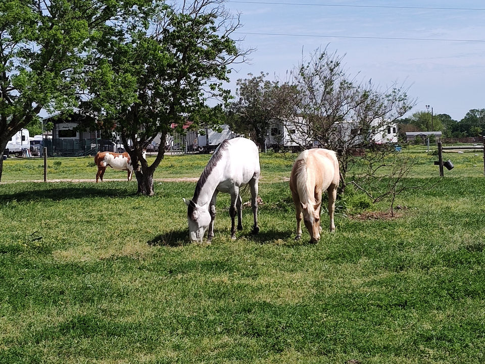 Horse Boarding