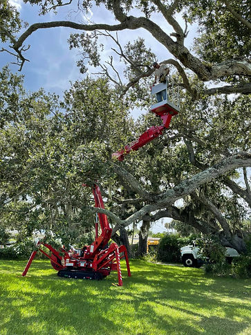 Large tree trimming