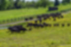 Cows on Pasture