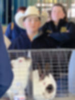 Ben at Buffalo Island Rabbit Show