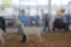 Henry Showing a Dairy Goat at Three County Fair