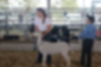 Madisyn Showing at Three County Fair