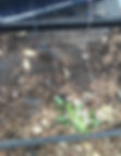 Rail System Squirrel Nest and Chewing