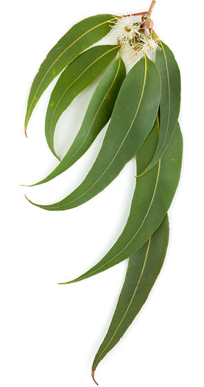 natural healing