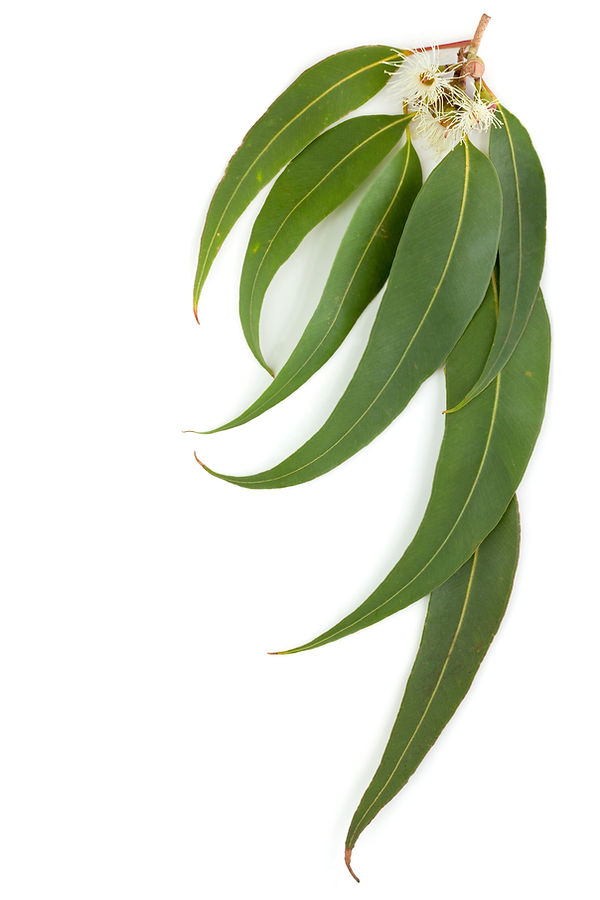 Gum Leaves