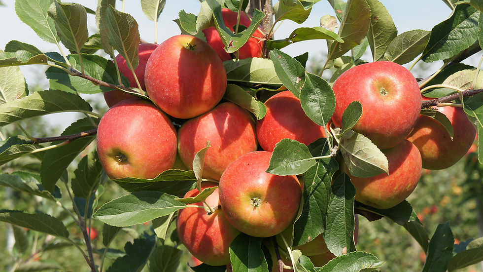 Rote reife Äpfel an einem Baumzweig im Obstgarten.