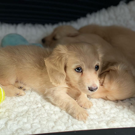 Miniature Creams.jpg