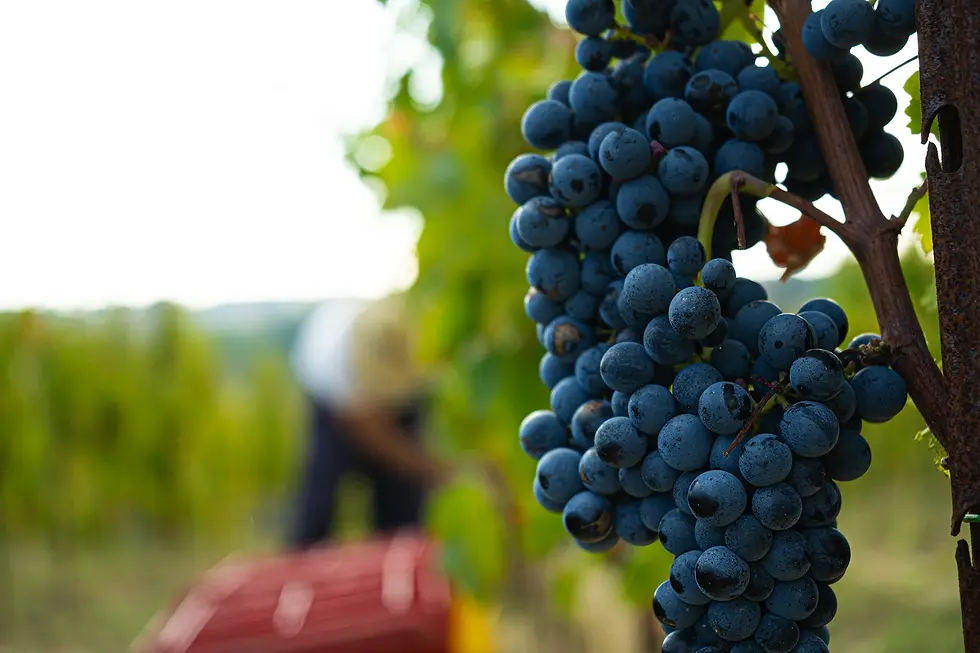 team_vendemmia05.webp