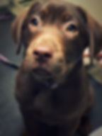 Pet Care of Newberry 01 (2)