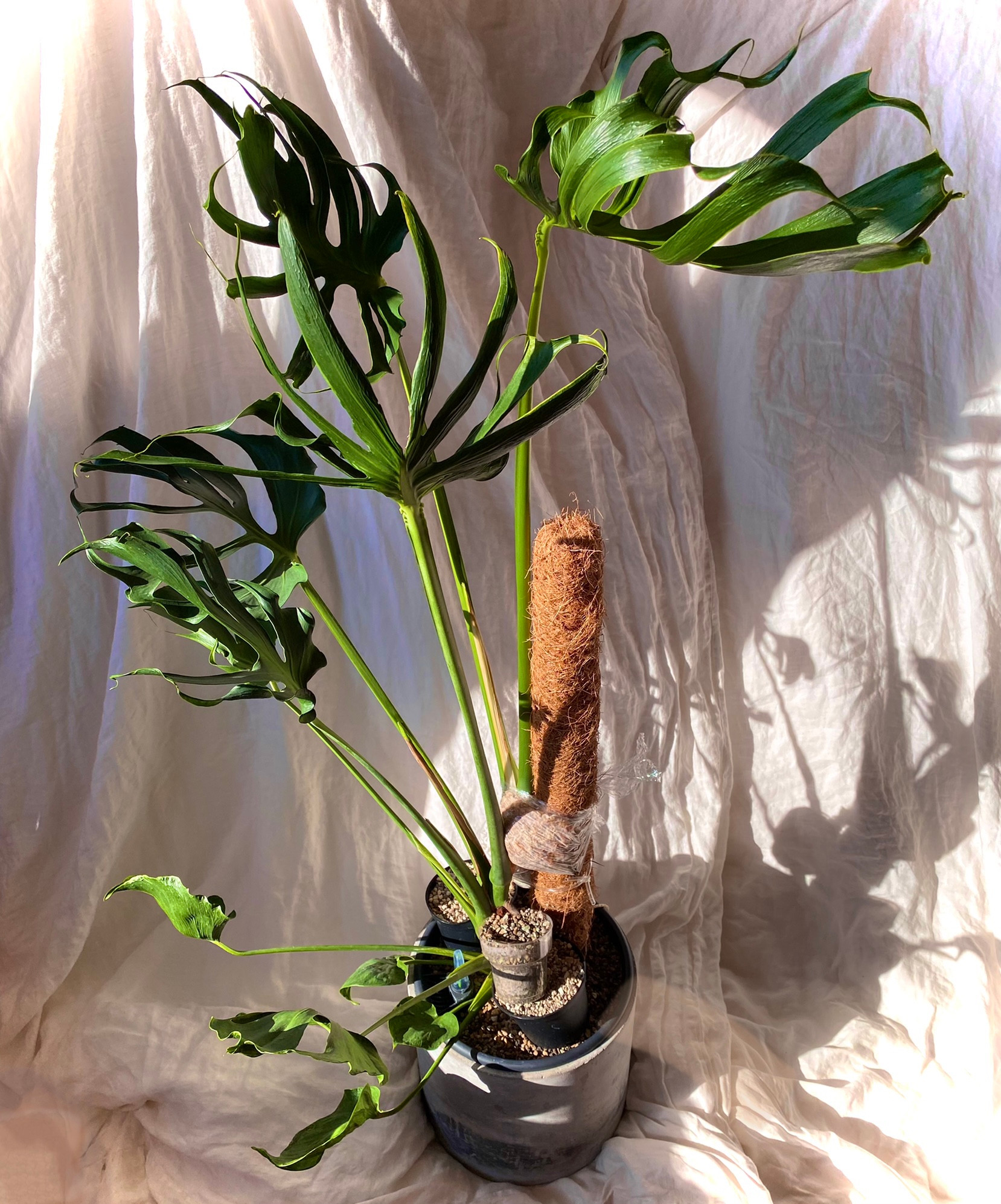 Monstera, Unniiae