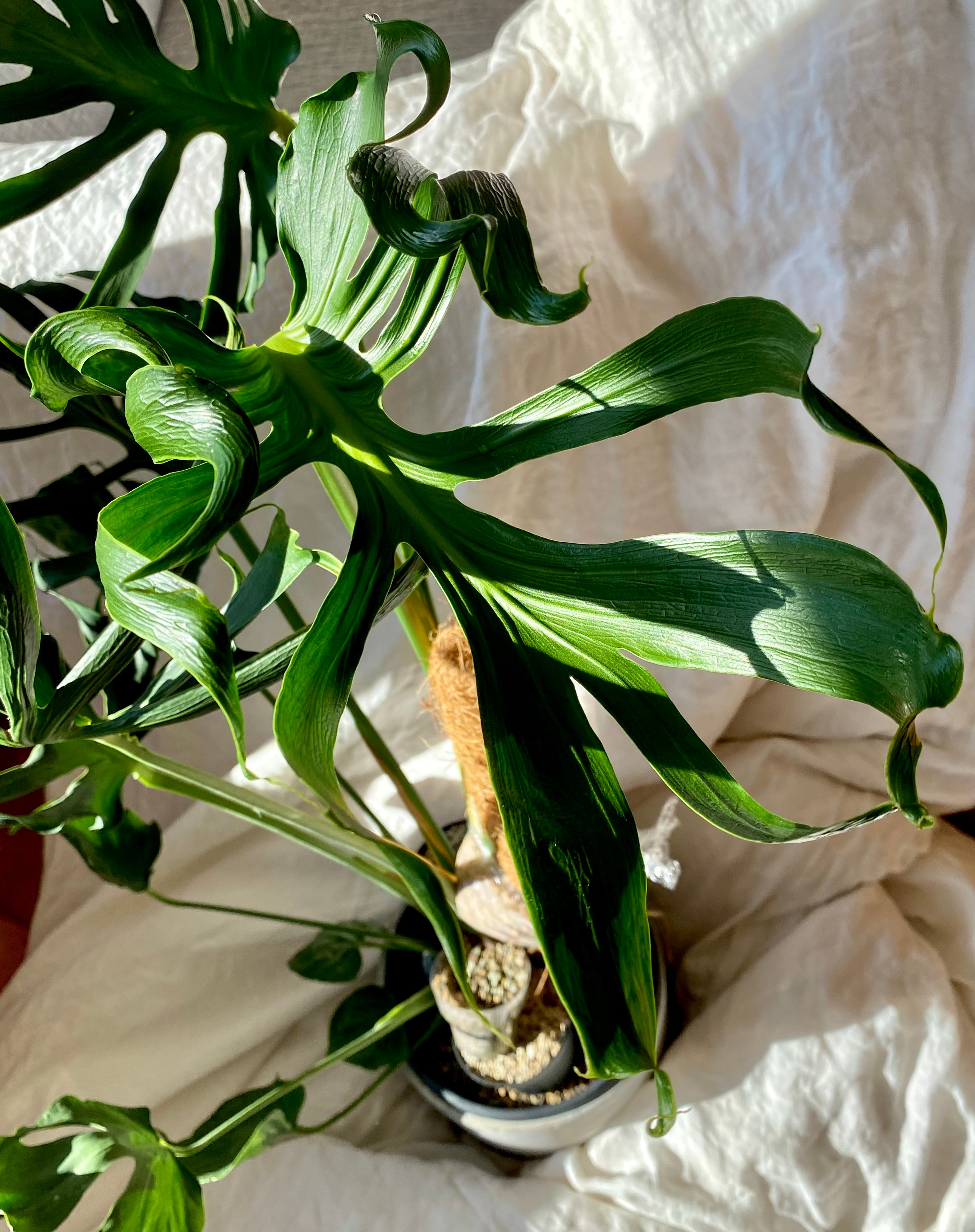 Monstera, Unniiae