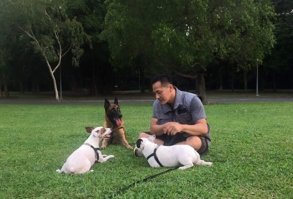 von der haus german shepherds