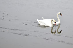 Swans