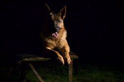 German Shepherd