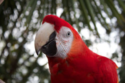 Parrots