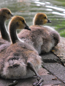Geese