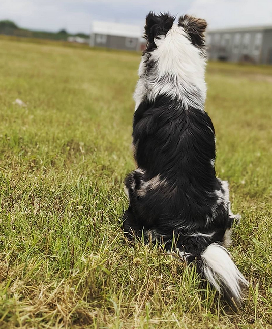 Screenshot 2022-12-16 at 17-14-27 (_waggingtailsfarm) • Instagram photos and videos.png