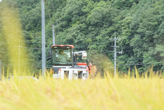 令和7年度 上久野産コシヒカリ(玄米)30kg(島根県雲南市) | 三島ファーム