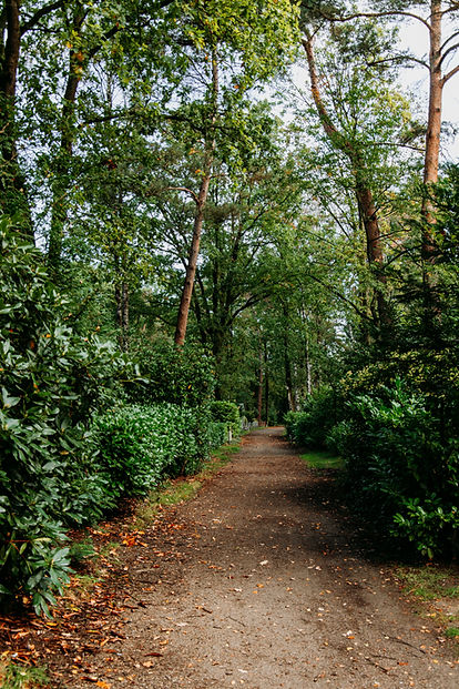 Rustig groen bospad tussen de bomen op Chaletpark Kempenbos in Diessen, omringd door de natuur van de Brabantse Kempen