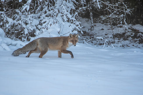 DSC_2583.jpg