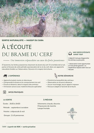 Fiche brame du cerf.png