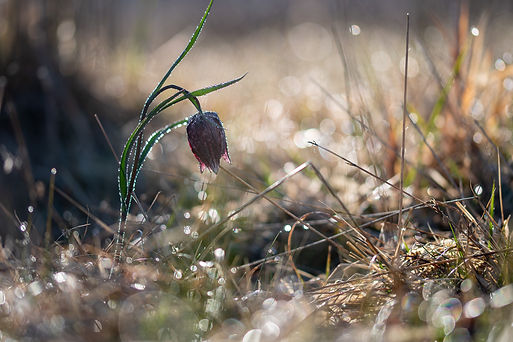 DSC_4381-Enhanced-NR.jpg
