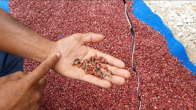 Ante la pérdida de cultivo de frijoles, campesinos solicitan apoyo Municipal y Gubernamental