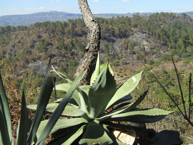 Dentro de unos 15 años se podrá recuperar bosque de cerro La Fortuna devorado por incendio forestal