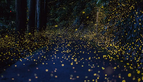 Flight of the Firefly