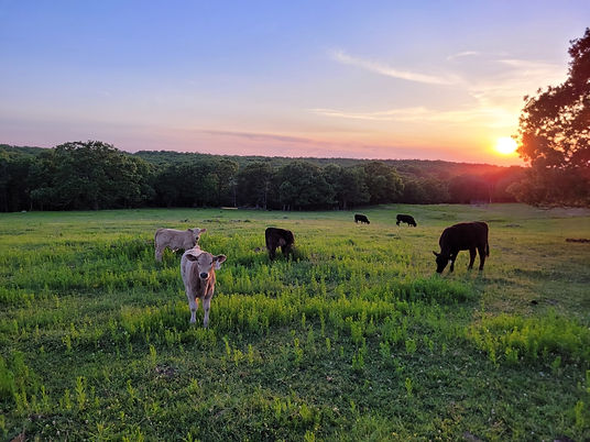 Resized_20220516_200757 (1).jpeg