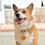 Thumbnail: Heart Shape Dog Tag - Lots Of Love Design