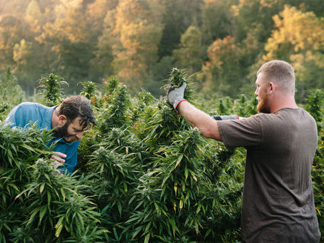 Organic Flower BOGO today only