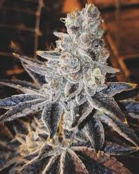 TTU EXCLUSIVE STRAINS NOW AVAILABLE